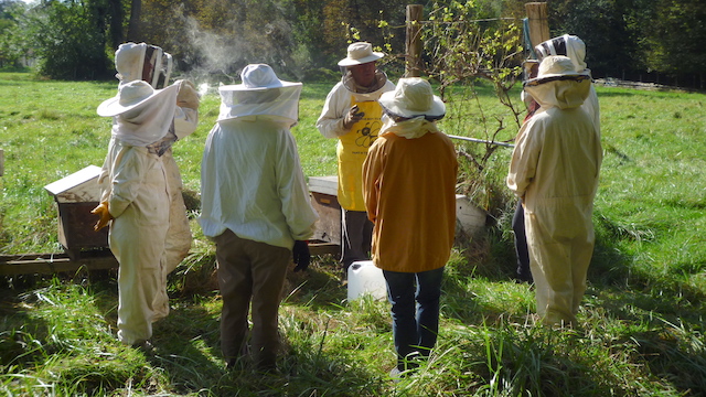 apiculture