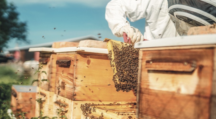 Initiation à l’apiculture