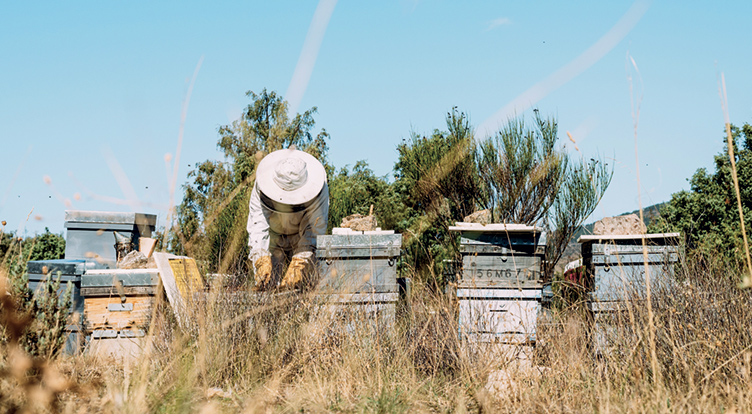 Formation à l’apiculture personnelle