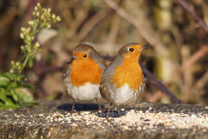 rouge gorge