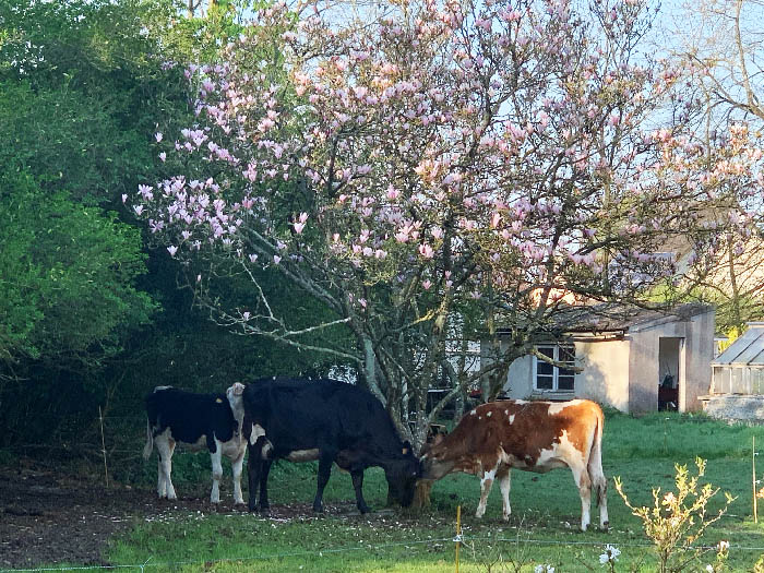 vaches magnolia